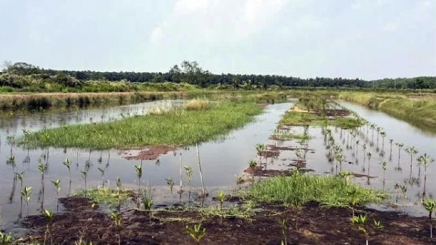 Project helps restore mangrove forests in Soc Trang